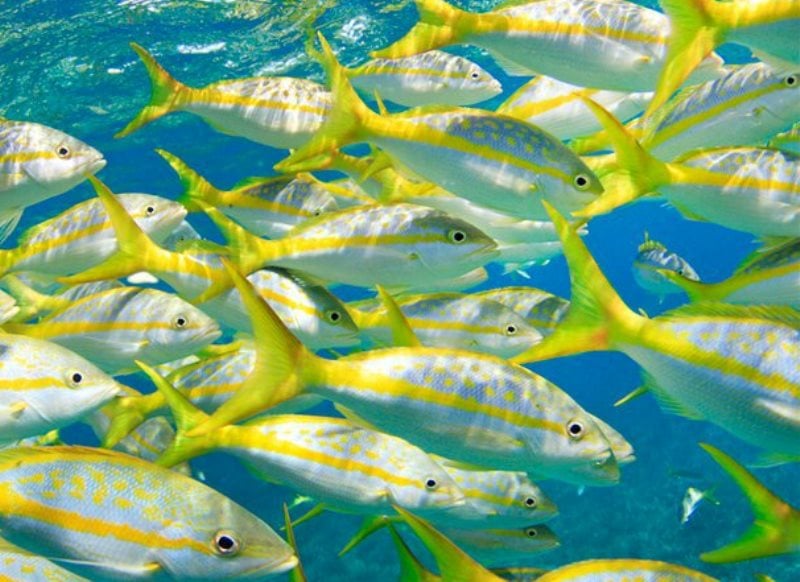 Offshore fishing charters out of Robbie's marina - Image 1