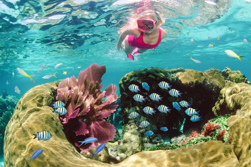 Sundiver snorkel tours - Image 2