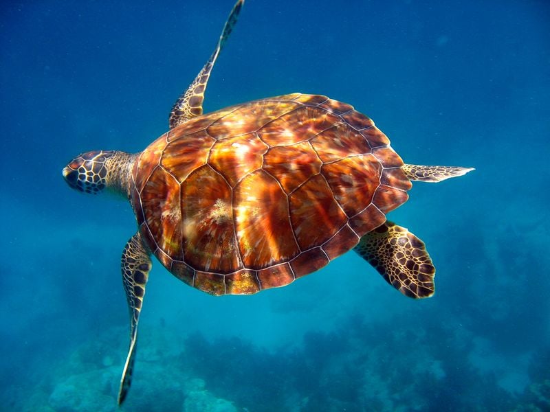 Sundiver snorkel tours - Image 4