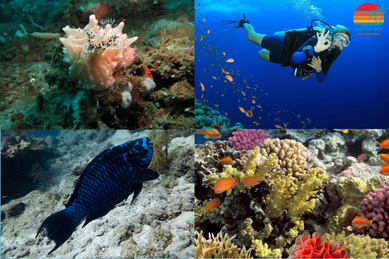 LOOE KEY REEF resort & DIVE center - Image 3