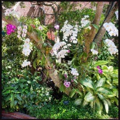KEY WEST garden CLUB AT historic FORT WEST martello tower - Image 3