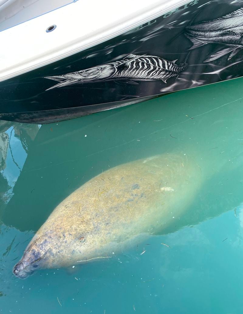 TWO conchs sportfishing charters - Image 4