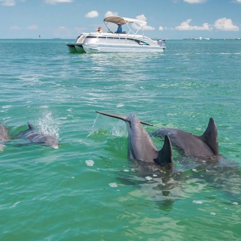 Barefoot Billy's dolphin & snorkel - Image 3