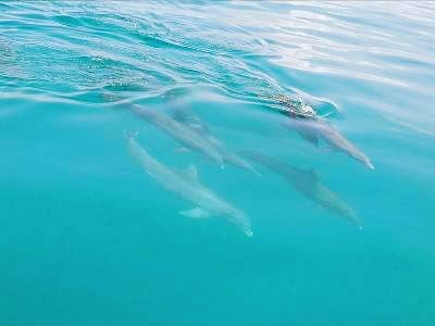 Barefoot Billy's dolphin & snorkel - Image 1