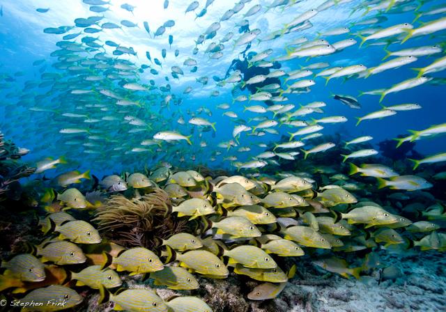 Florida keys DIVE center - Image 4
