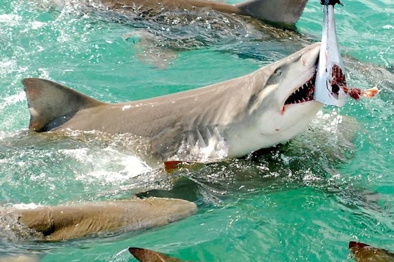 KEY WEST extreme adventures - Image 1