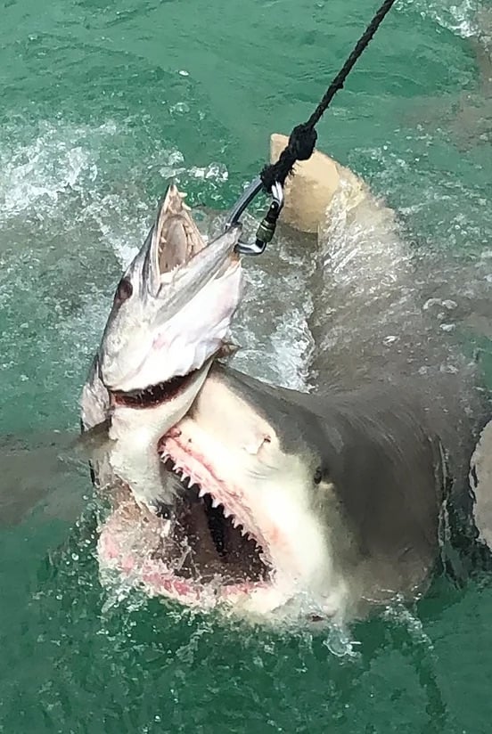 KEY WEST extreme adventures - Image 3