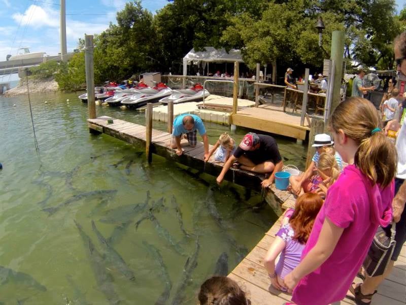 Hungry tarpon restaurant at Robbie's islamorada - Image 3