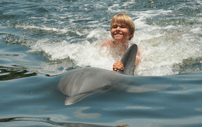 Dolphin research center - Image 4