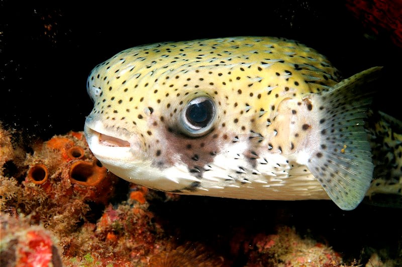 Islamorada DIVE center - Image 2