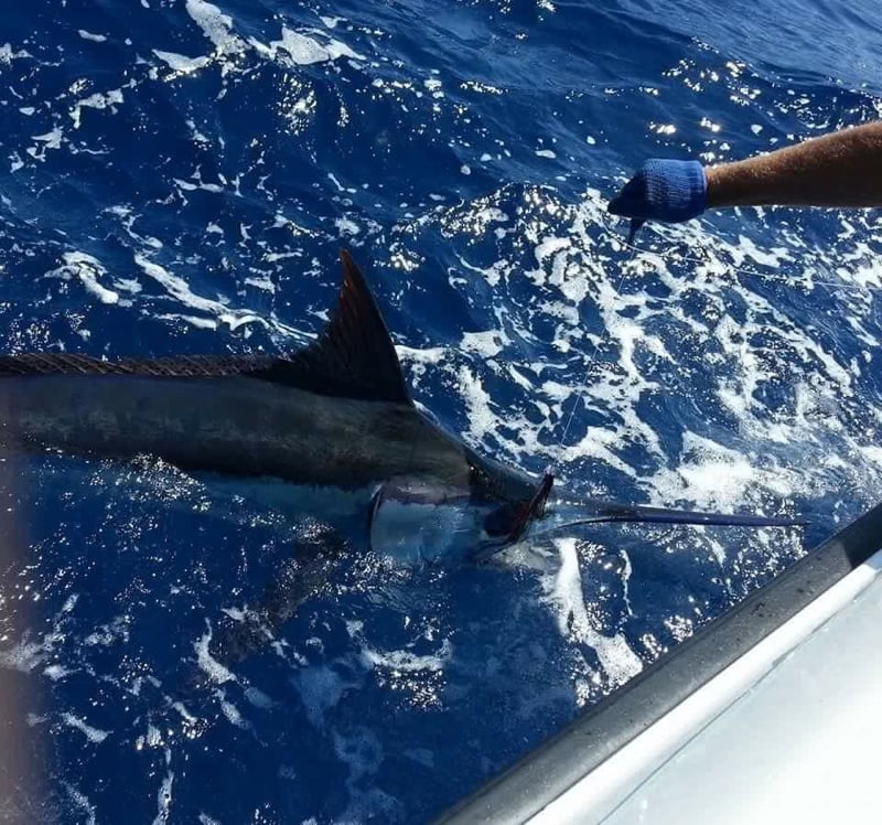 Sweet E'nuf charters - Image 4