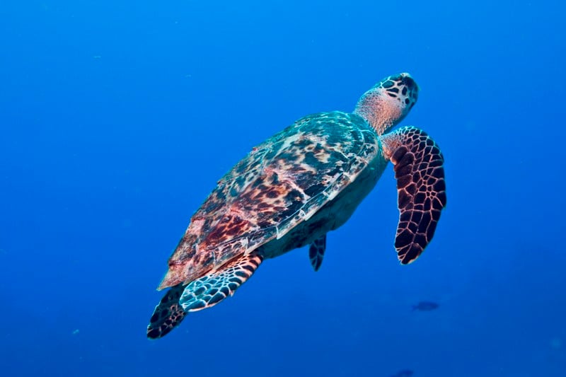 Islamorada DIVE center - Image 3