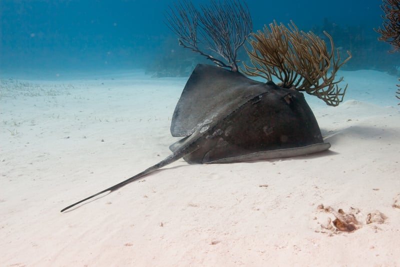 Islamorada DIVE center - Image 4