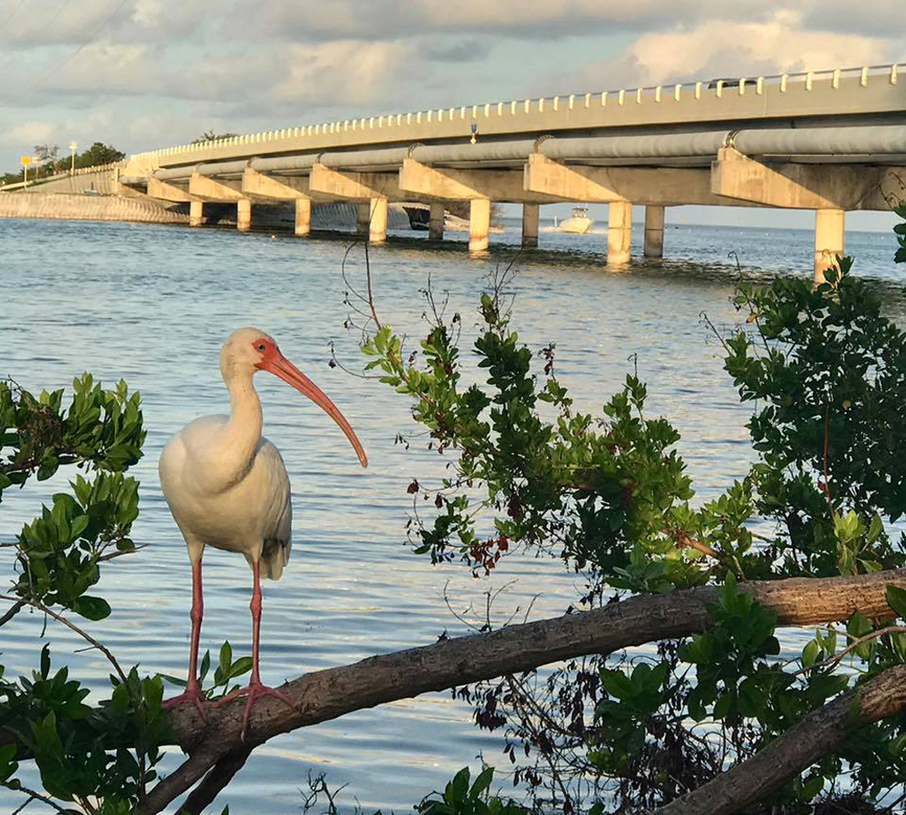 Ibis at Robbie's Marina