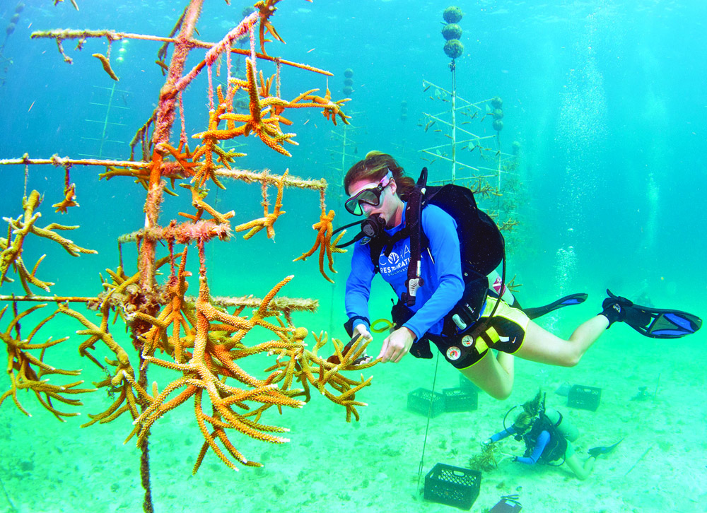 Diver Florida Keys coral restoration