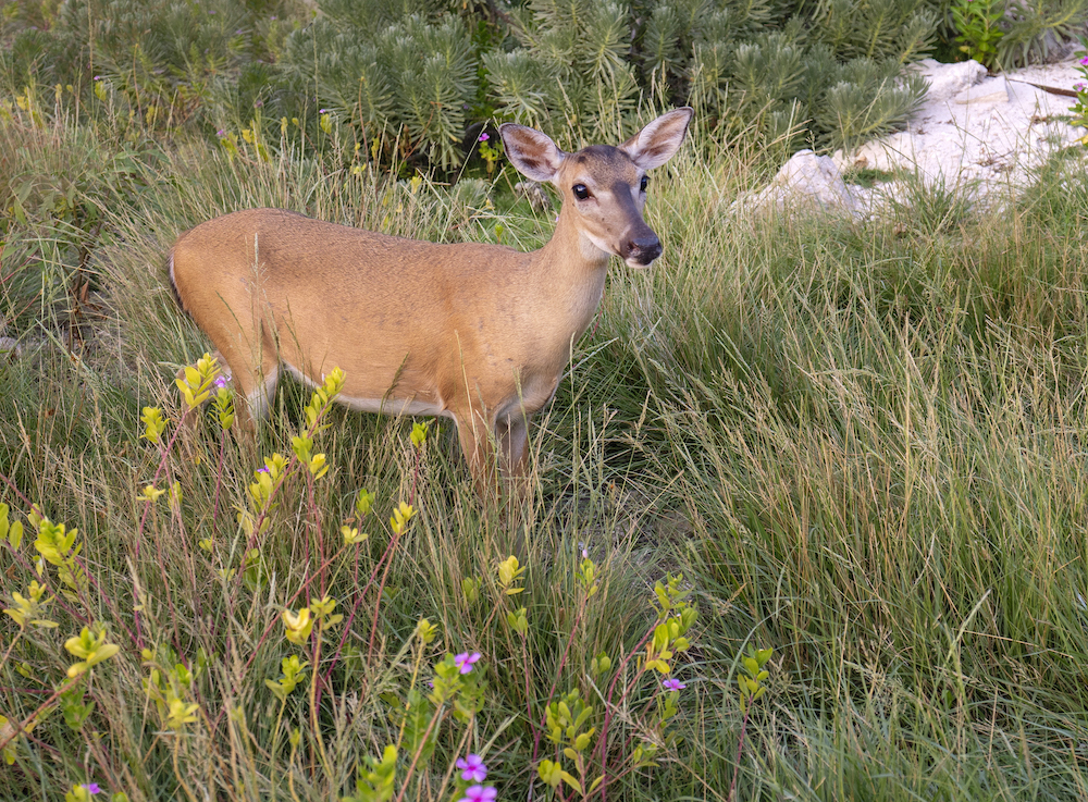 Key deer Lower Florida Keys