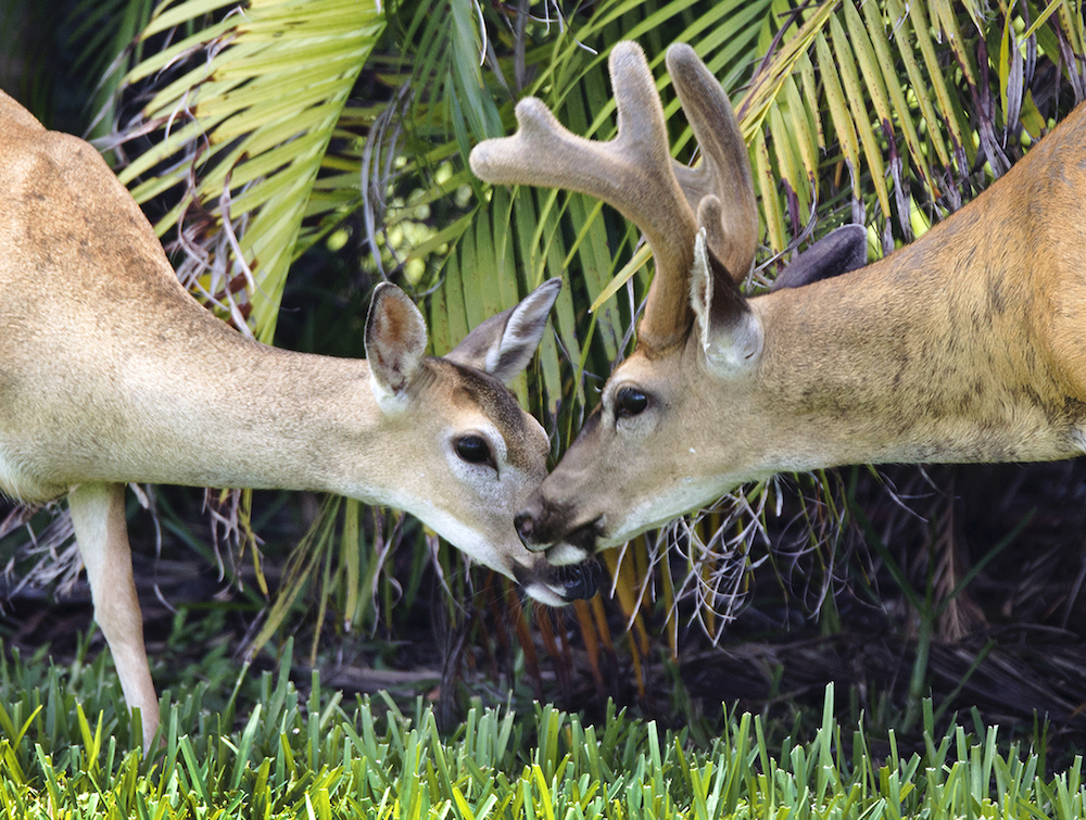 Key Deer Refuge Big Pine