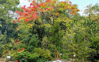 Key West Tropical Forest & Botanical Garden