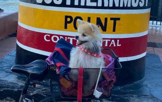 Dog in bike basket Key West