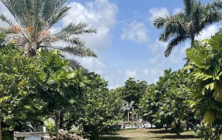 Grimal Grove Lower Florida Keys