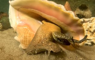 Conch Groundhog Florida Keys