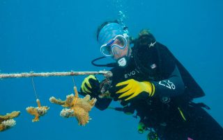 Diver helping coral reef in coral nursery