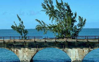 Fred the Tree Florida Keys