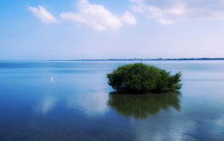 Lower Florida Keys mangroves