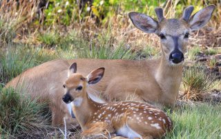 Key deer in Florida Keys