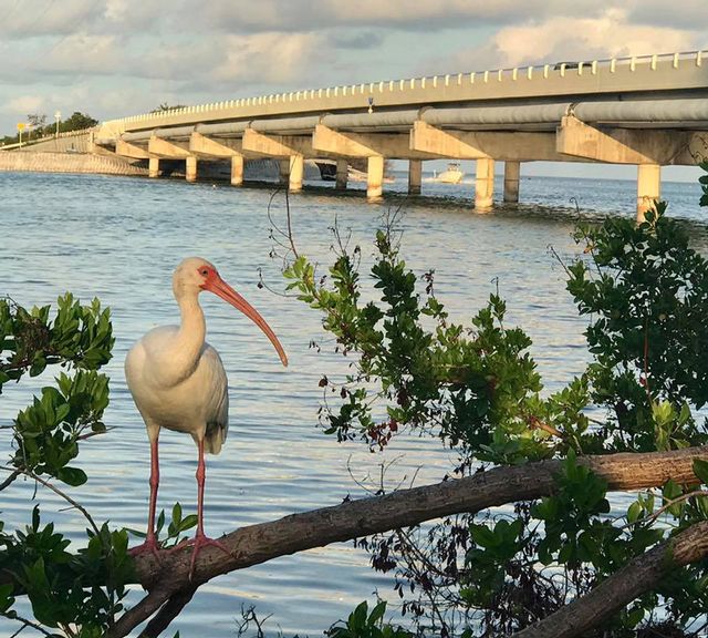 Keys wildlife and the environment provide local artists with plenty of inspiration. 