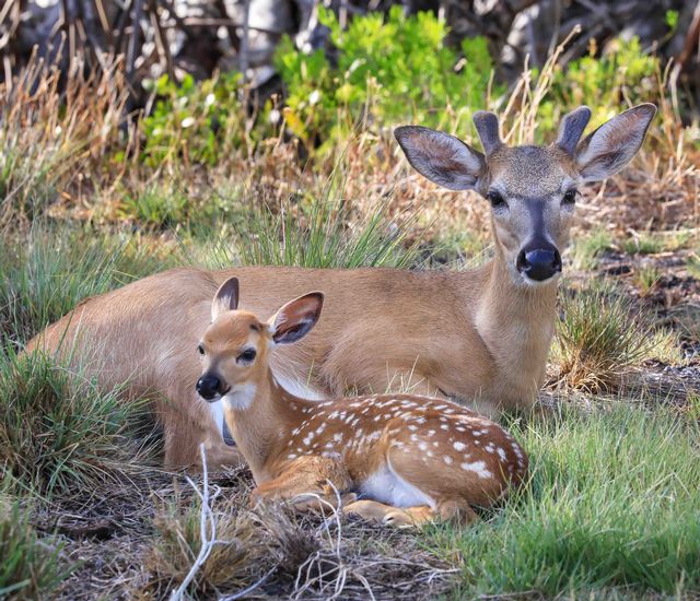 Preziosi uses her amazing Keys wildlife photographs on social media to educate and inspire the public to use care and caution when driving through endangered Key deer habitat. Photo: Valerie Preziosi