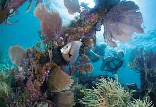 Scuba divers exploring a coral reef with colorful fish.