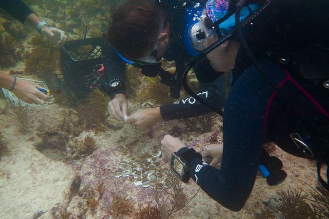Eric billips with islamorada dive center recommends choosing a conservation-focused dive to outplant nursery-raised coral or remove marine debris. Photo courtesy of i.care