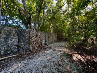 A nature path lined with lush trees.