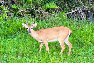 A deer grazing in a wildlife refuge.