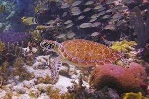 Spectacularly populated Keys reefs are a short boat ride from the islands, located in shallow waters 10 to 15 feet deep. Image by Frazier Nivens