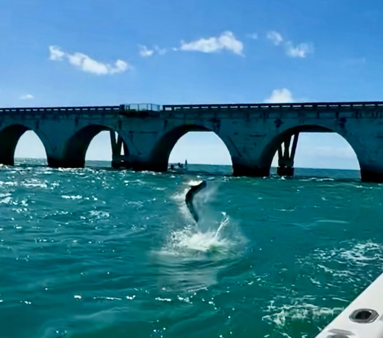 Tarponian Tournament