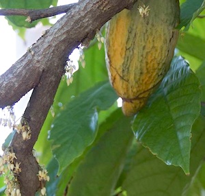 Grimal Grove cacao pod Lower Keys