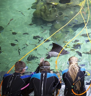 Florida Keys Aquarium Encounters