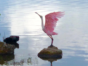 Florida Keys Wild Bird Center