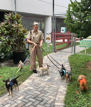 Jeanne Selander Key West dogs