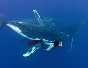 Stephen Frink photographing whales