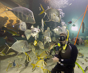 Keys' Aquarium Encounters