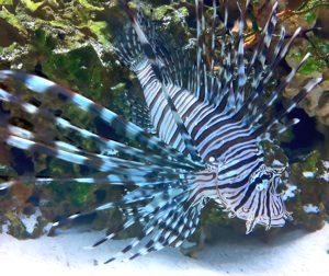 Lionfish underwater