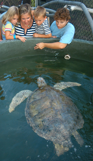 se turtle at Florida Keys Turtle Hospital