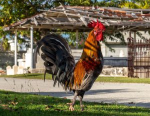 Key West rooster