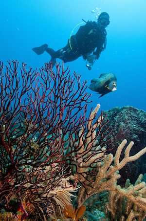Divers off Islamorada Lower Keys