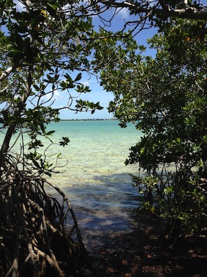 Lower Keys mangroves and water