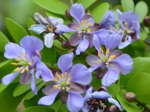 Lignumvitae flowers at Key West Tropical Forest & Botanical Garden