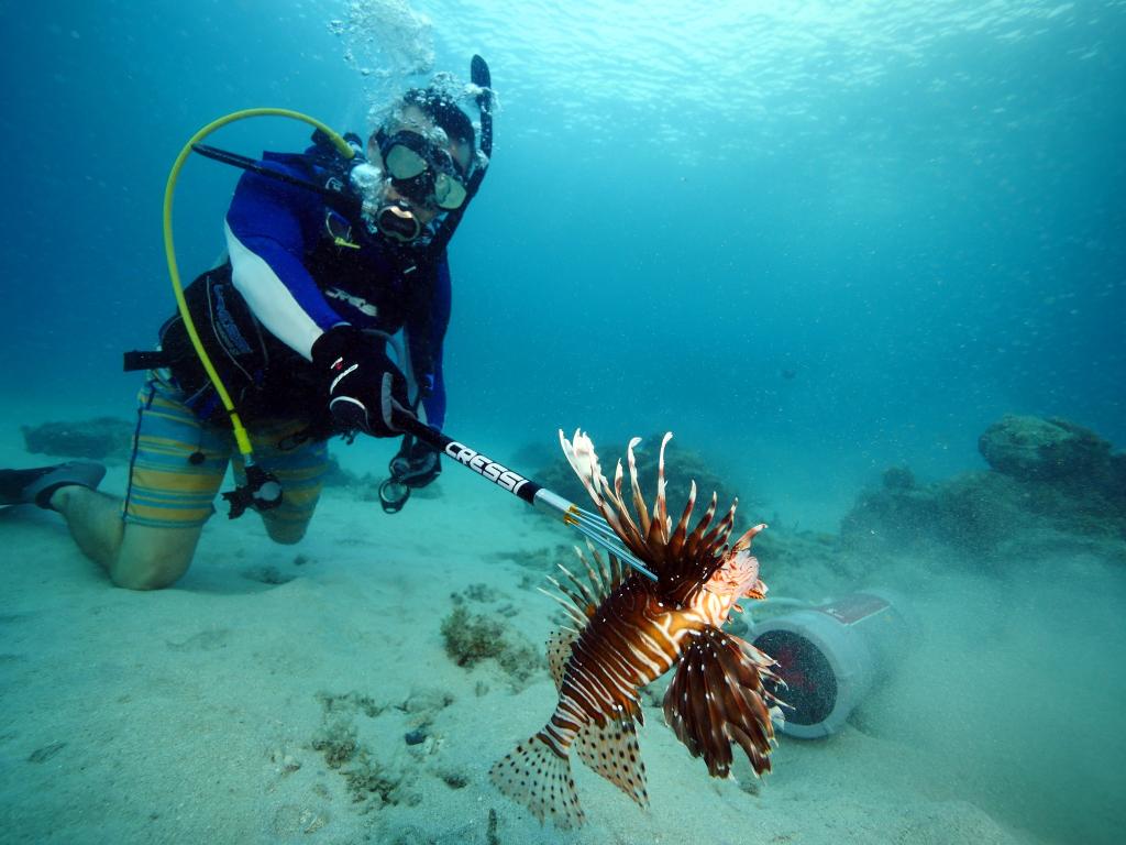 Diver in blue wetsuit capturing lionfish underwater.